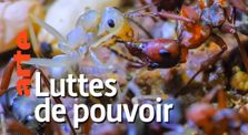 Au royaume des fourmis | Episode 2 : Cohabitation à risque | ARTE by Nature et Biodiversité