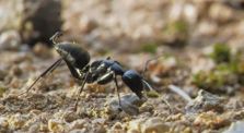 Au royaume des fourmis | Episode 1 :  Naissance d'une fourmilière | ARTE by Nature et Biodiversité